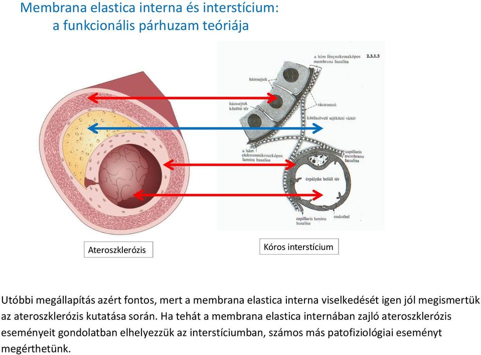 megismertük az ateroszklerózis kutatása során.