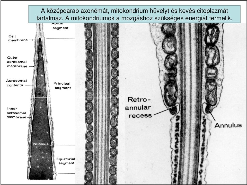 citoplazmát tartalmaz.