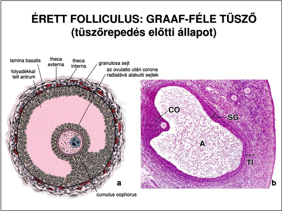 GRAAF-FÉLE TÜSZT