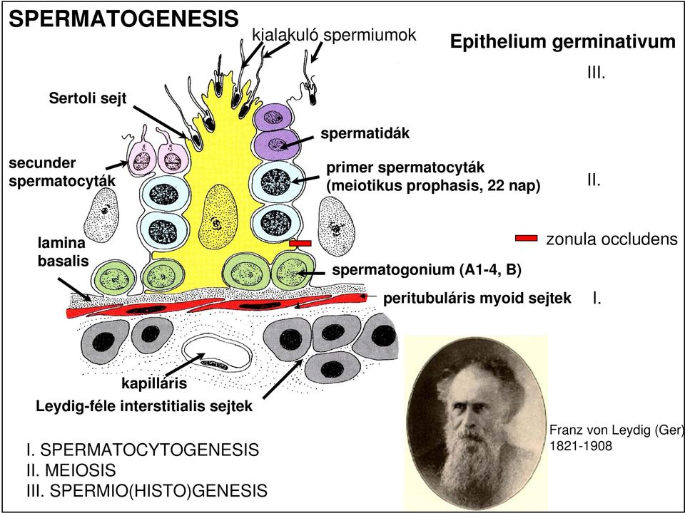 lamina basalis spermatogonium (A1-4, B) zonula occludens peritubuláris myoid sejtek I.