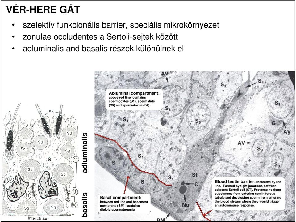 a Sertoli-sejtek között adluminalis and