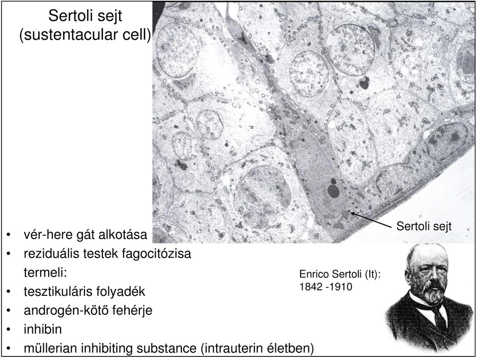 folyadék androgén-köt inhibin fehérje müllerian inhibiting