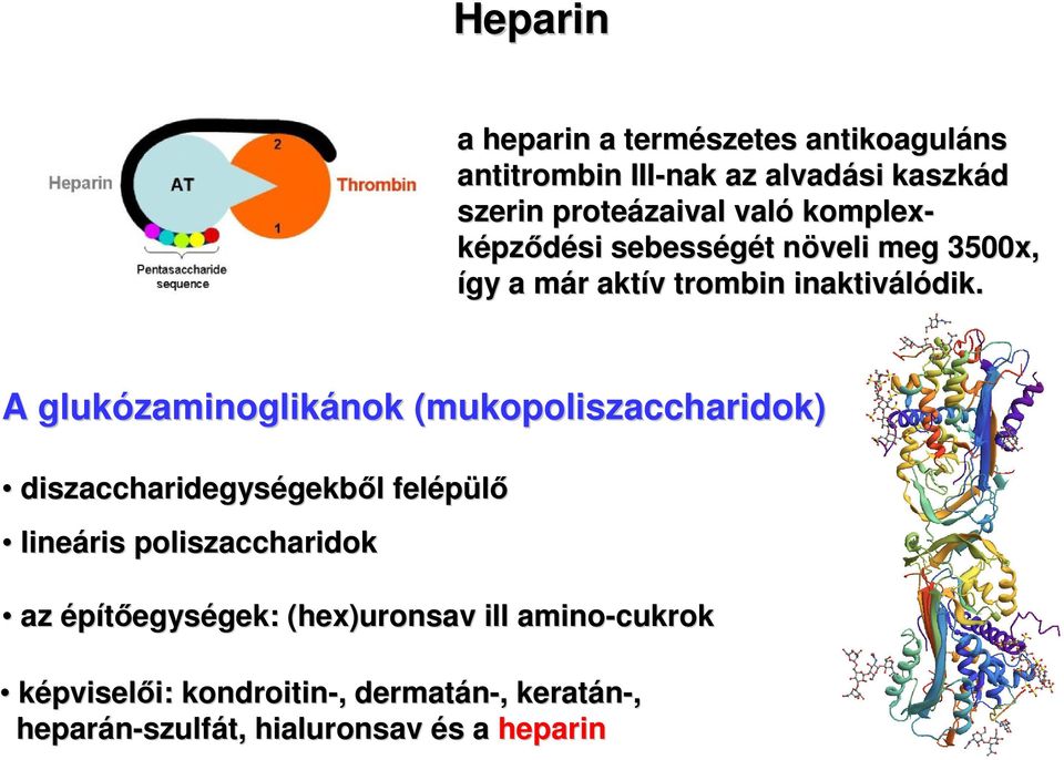 A glukózaminoglik zaminoglikánoknok (mukopoliszaccharidok) diszaccharidegységekb gekből felépülő lineáris poliszaccharidok