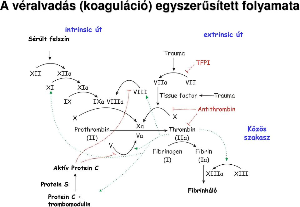 intrinsic út extrinsic út Közös szakasz Aktív