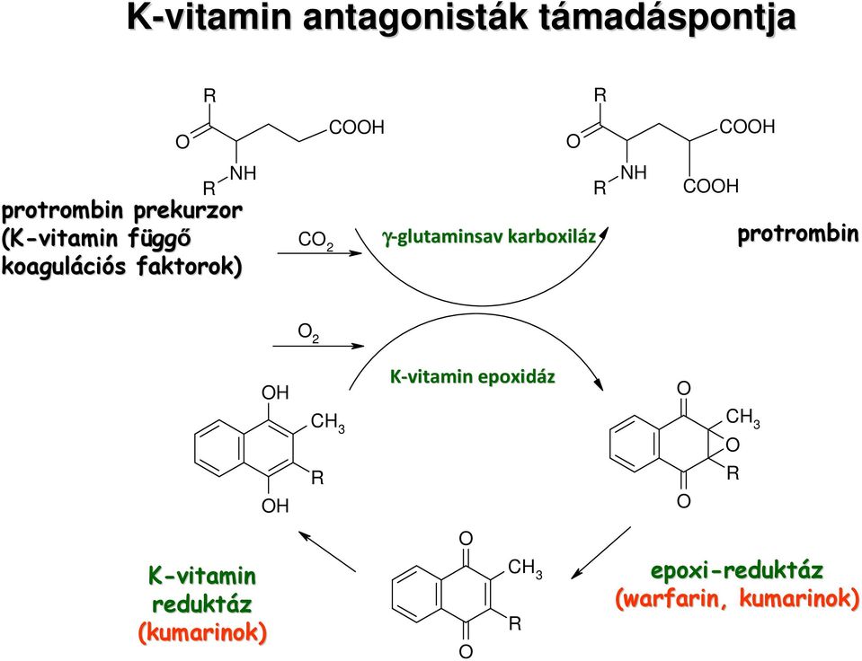 karboxiláz R N C protrombin 2 K-vitamin epoxidáz C 3 R C 3 R