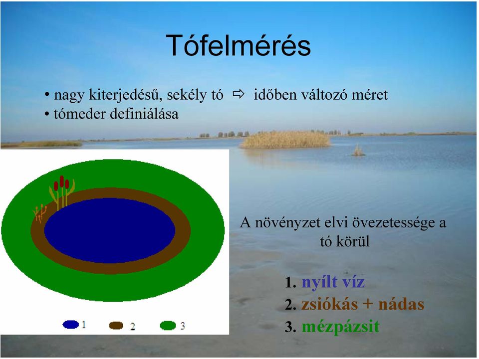 A növényzet elvi övezetessége a tó körül