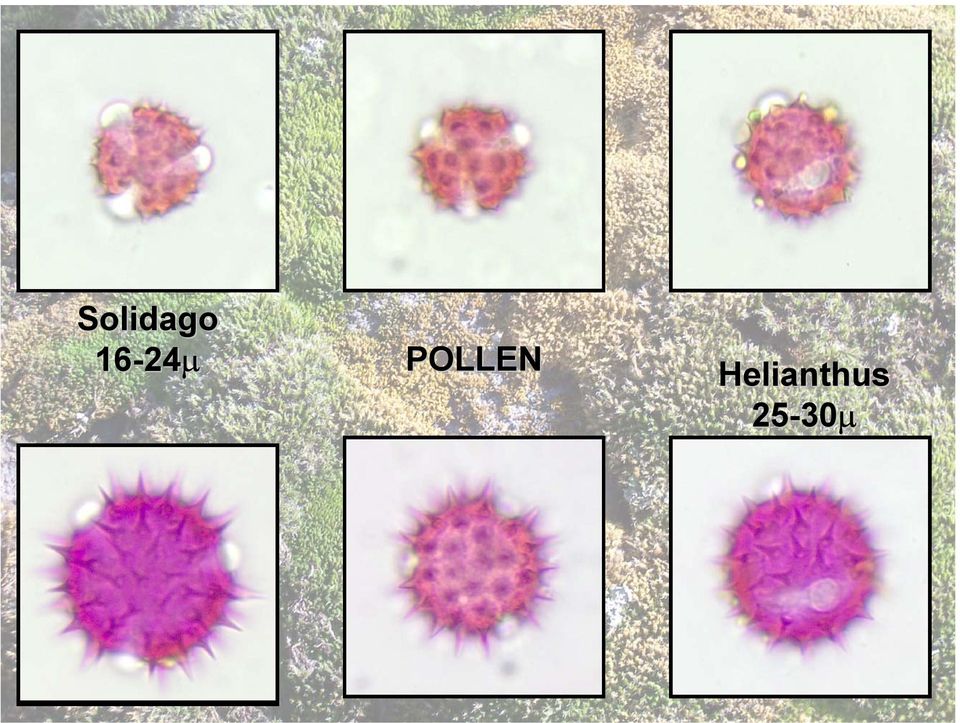 POLLEN