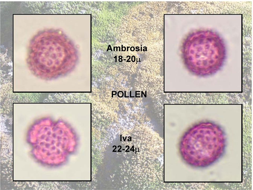 POLLEN