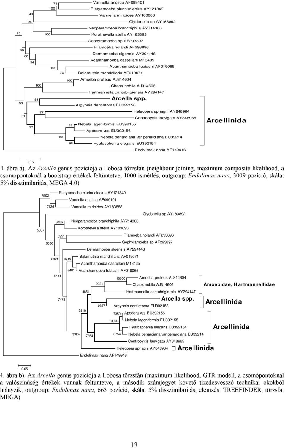Balamuthia mandrillaris AF019071 Amoeba proteus AJ314604 Chaos nobile AJ314606 Hartmannella cantabrigiensis AY294147 Arcella spp.