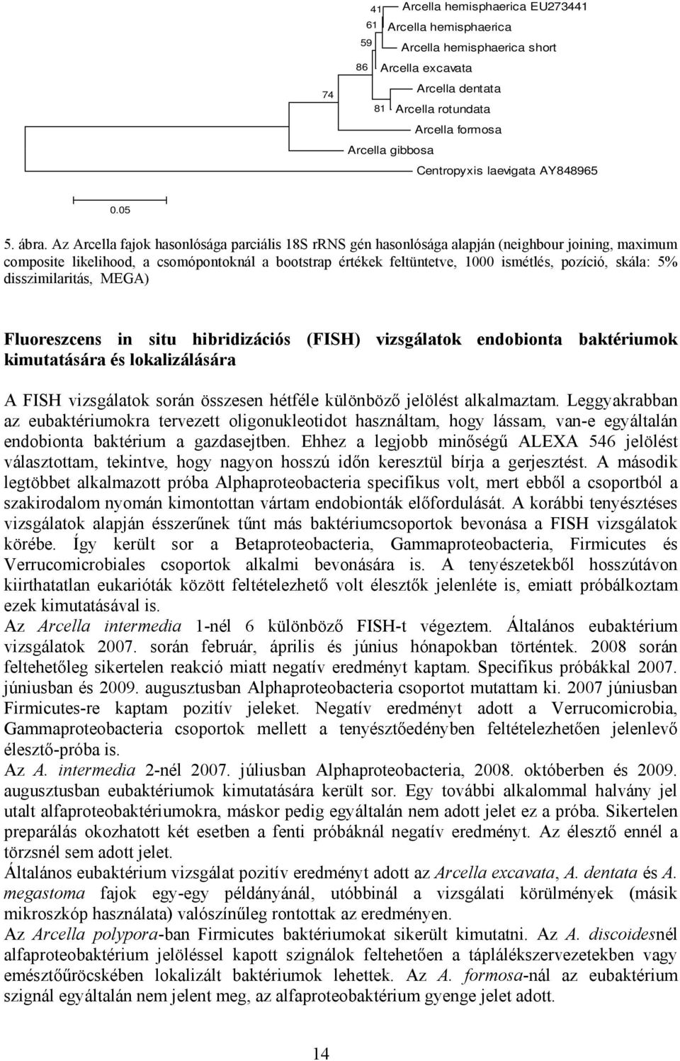 Az Arcella fajok hasonlósága parciális 18S rrns gén hasonlósága alapján (neighbour joining, maximum composite likelihood, a csomópontoknál a bootstrap értékek feltüntetve, 1000 ismétlés, pozíció,