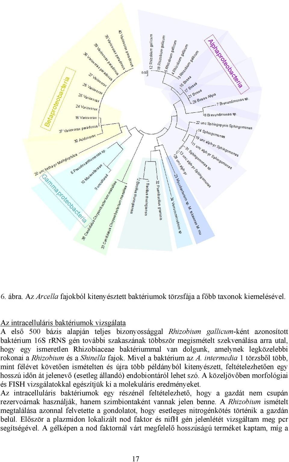 szekvenálása arra utal, hogy egy ismeretlen Rhizobiaceae baktériummal van dolgunk, amelynek legközelebbi rokonai a Rhizobium és a Shinella fajok. Mivel a baktérium az A.