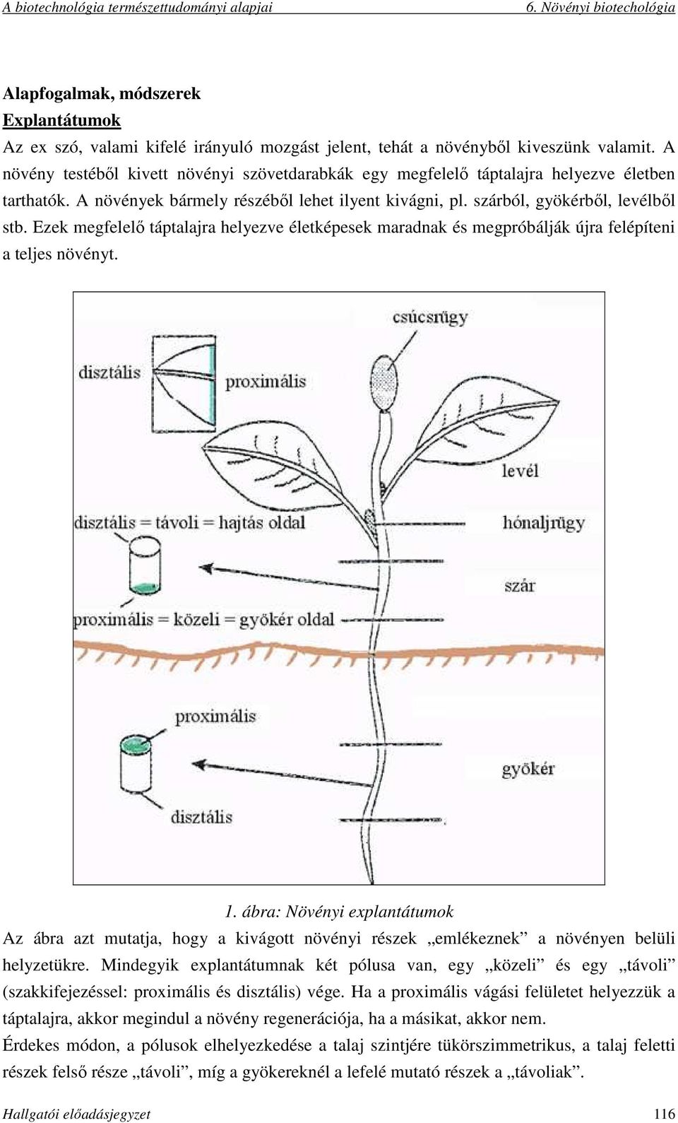 Ezek megfelelő táptalajra helyezve életképesek maradnak és megpróbálják újra felépíteni a teljes növényt. 1.