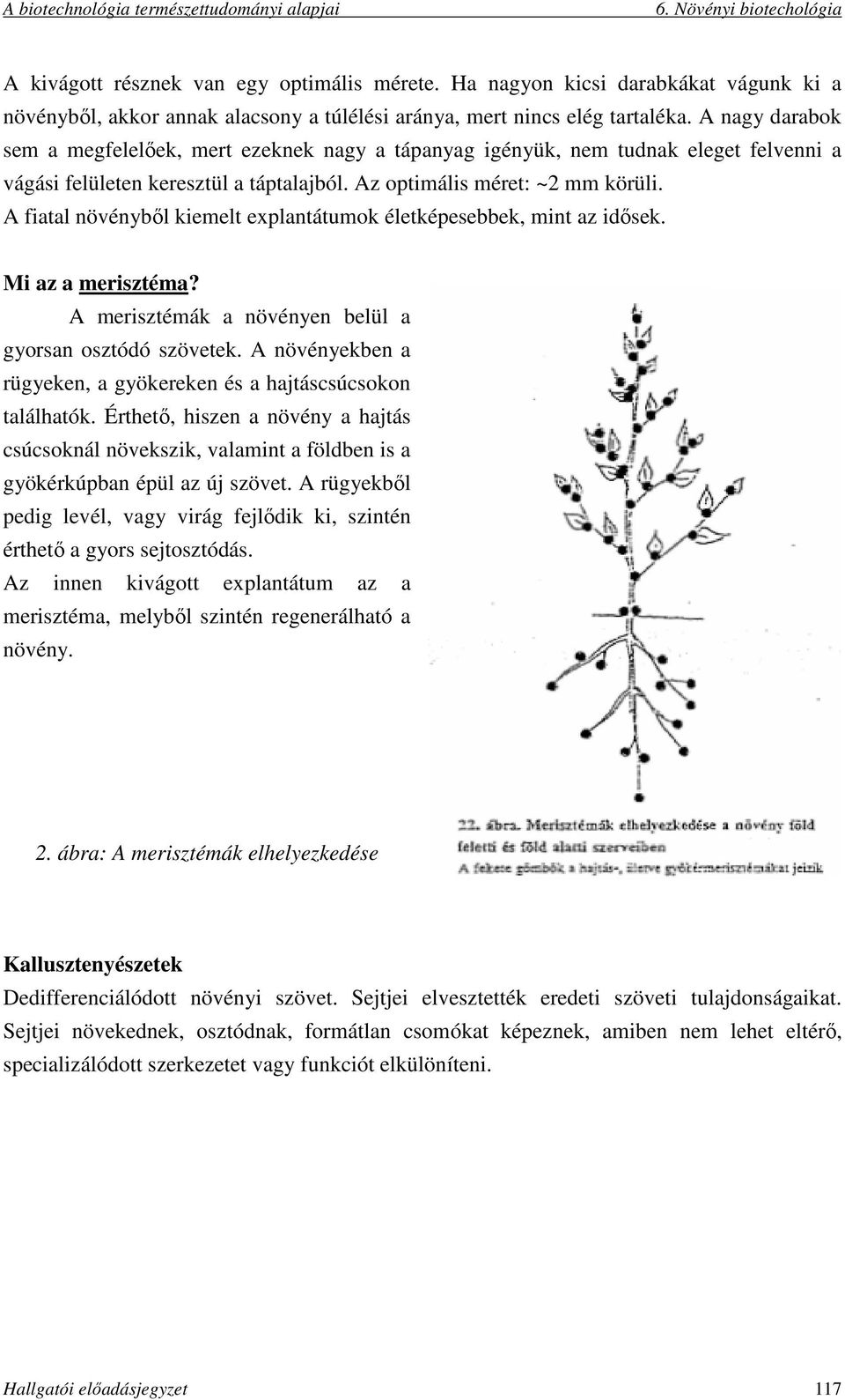 A fiatal növényből kiemelt explantátumok életképesebbek, mint az idősek. Mi az a merisztéma? A merisztémák a növényen belül a gyorsan osztódó szövetek.