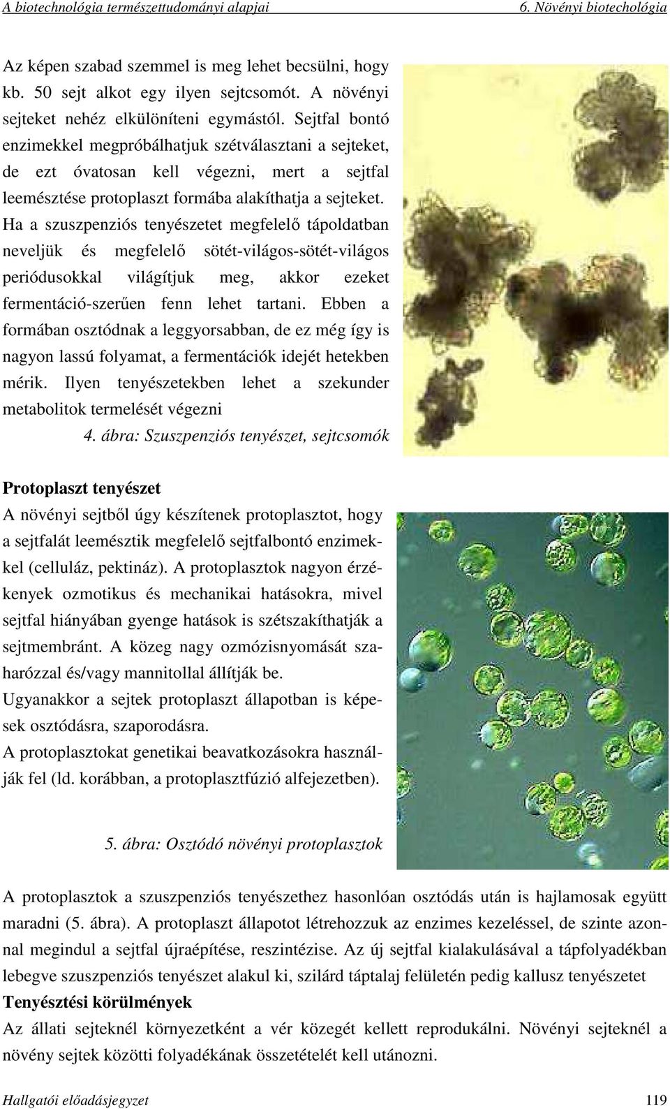 Ha a szuszpenziós tenyészetet megfelelő tápoldatban neveljük és megfelelő sötét-világos-sötét-világos periódusokkal világítjuk meg, akkor ezeket fermentáció-szerűen fenn lehet tartani.