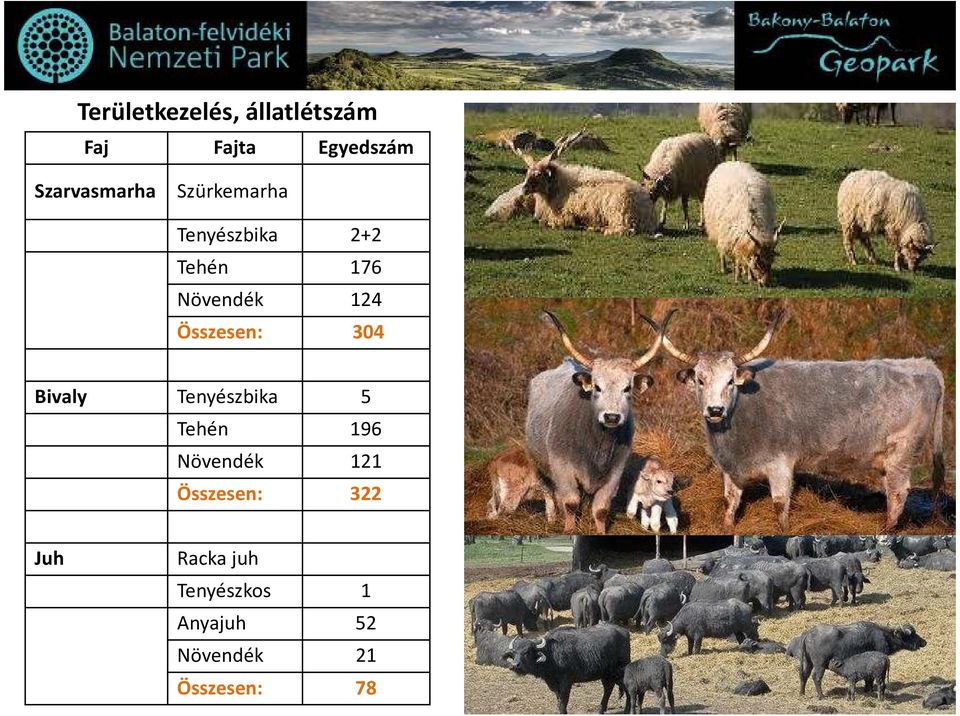 304 Bivaly Tenyészbika 5 Tehén 196 Növendék 121 Összesen: 322