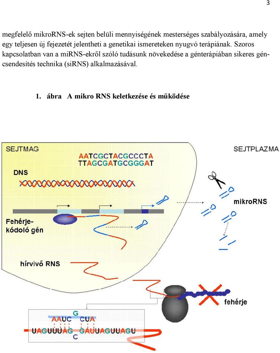 Szoros kapcsolatban van a mirns-ekről szóló tudásunk növekedése a génterápiában