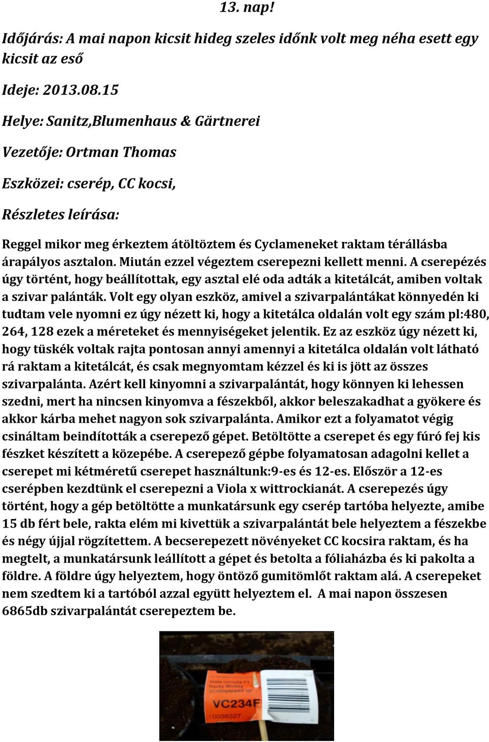 Miután ezzel végeztem cserepezni kellett menni. A cserepézés úgy történt, hogy beállítottak, egy asztal elé oda adták a kitetálcát, amiben voltak a szivar palánták.