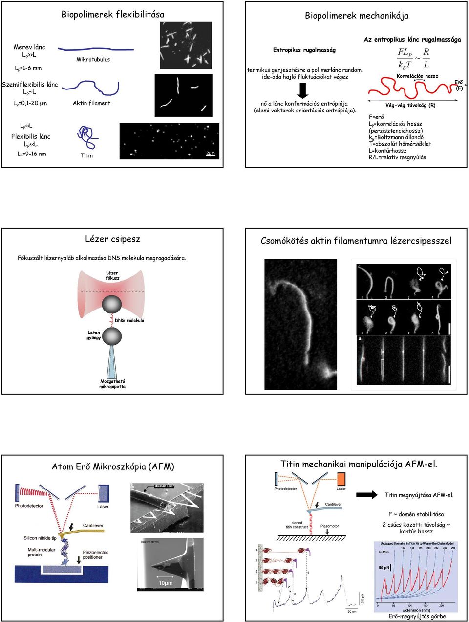 Az entropikus lánc rugalmassága FL k T R L Vég-vég távolság (R) F=erő =korrelációs hossz (perzisztenciahossz) k B =Boltzmann állandó T=abszolút hőmérséklet L=kontúrhossz R/L=relatív megnyúlás B P ~