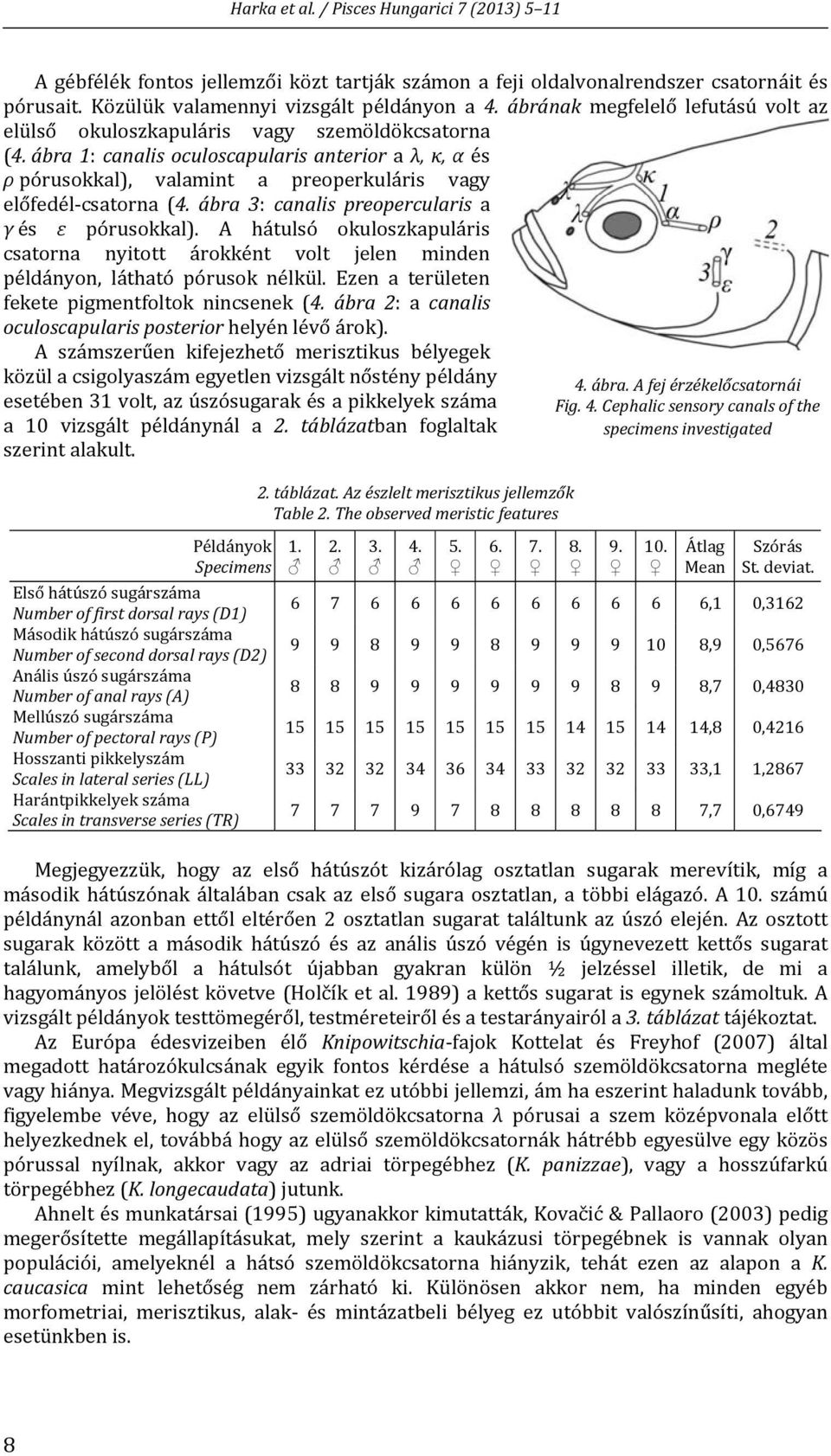 ábra 1: canalis oculoscapularis anterior a λ, κ, α és ρ pórusokkal), valamint a preoperkuláris vagy előfedél csatorna (4. ábra 3: canalis preopercularis a γ és ε pórusokkal).