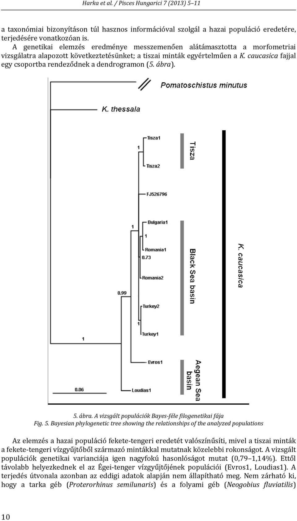 caucasica fajjal egy csoportba rendeződnek a dendrogramon (5. ábra). 5.