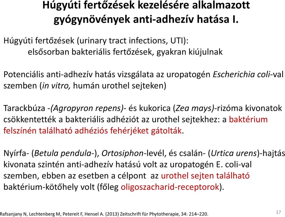 humán urothel sejteken) Tarackbúza -(Agropyron repens)-és kukorica (Zea mays)-rizómakivonatok csökkentették a bakteriális adhéziót az urothelsejtekhez: a baktérium felszínén található adhéziós