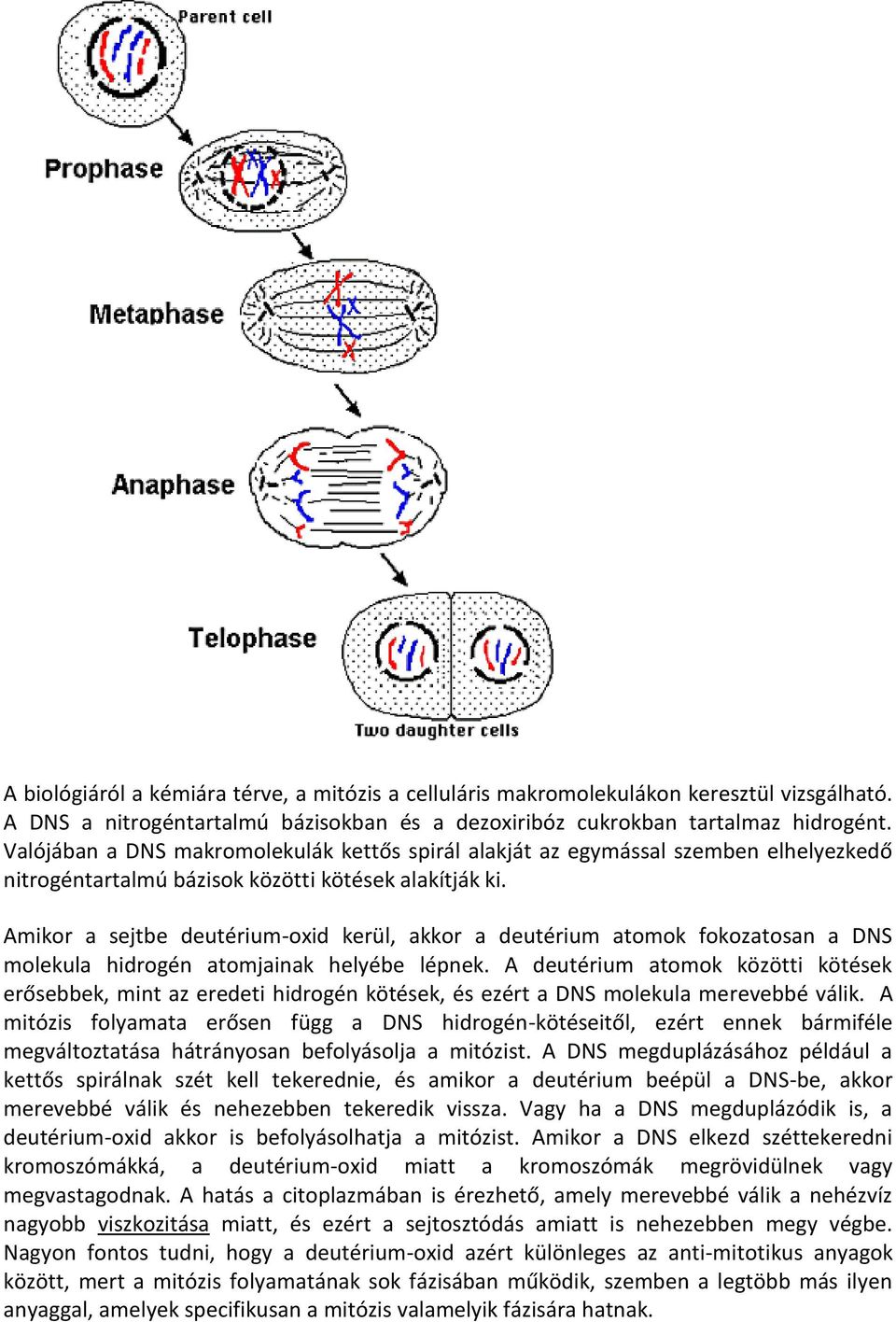 Amikor a sejtbe deutérium-oxid kerül, akkor a deutérium atomok fokozatosan a DNS molekula hidrogén atomjainak helyébe lépnek.