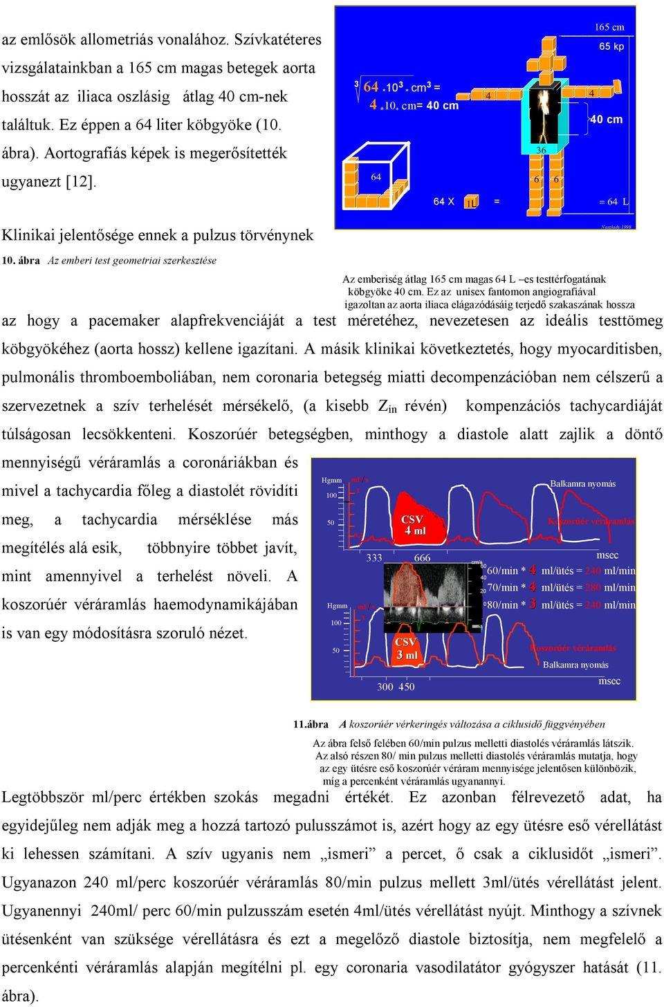 ábra Az emberi test geometriai szerkesztése Az emberiség átlag 165 cm magas 64 L es testtérfogatának köbgyöke 40 cm.