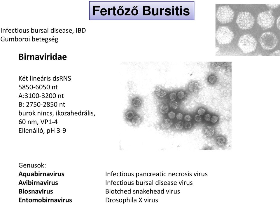 Ellenálló, ph 3-9 Genusok: Aquabirnavirus Avibirnavirus Blosnavirus Entomobirnavirus
