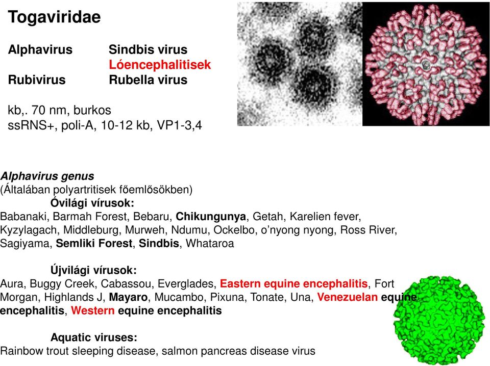 Getah, Karelien fever, Kyzylagach, Middleburg, Murweh, Ndumu, Ockelbo, o nyong nyong, Ross River, Sagiyama, Semliki Forest, Sindbis, Whataroa Újvilági vírusok: Aura,