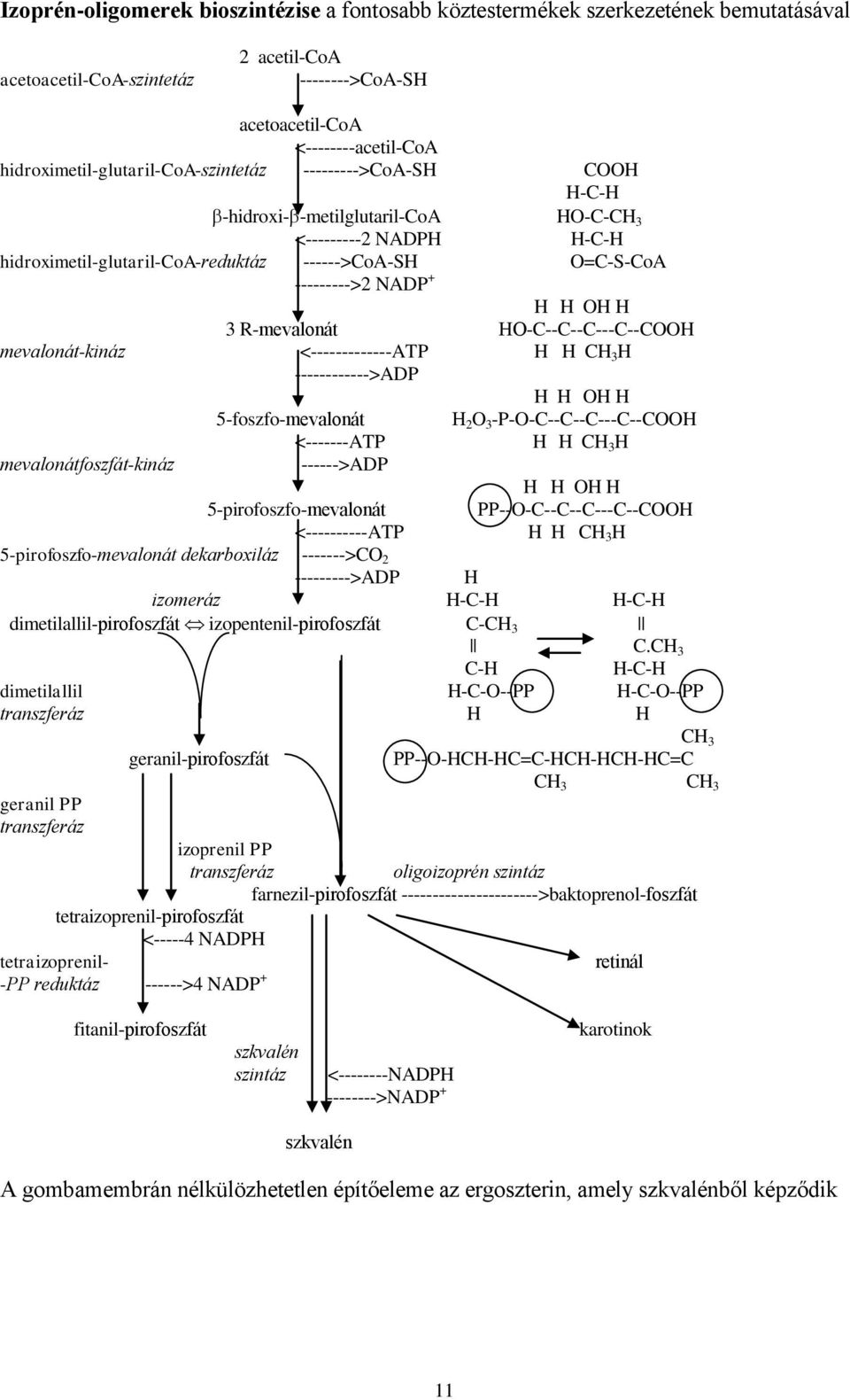 NADP + H H OH H 3 R-mevalonát HO-C--C--C---C--COOH mevalonát-kináz <-------------ATP H H CH 3 H ------------>ADP H H OH H 5-foszfo-mevalonát H 2 O 3 -P-O-C--C--C---C--COOH <-------ATP H H CH 3 H