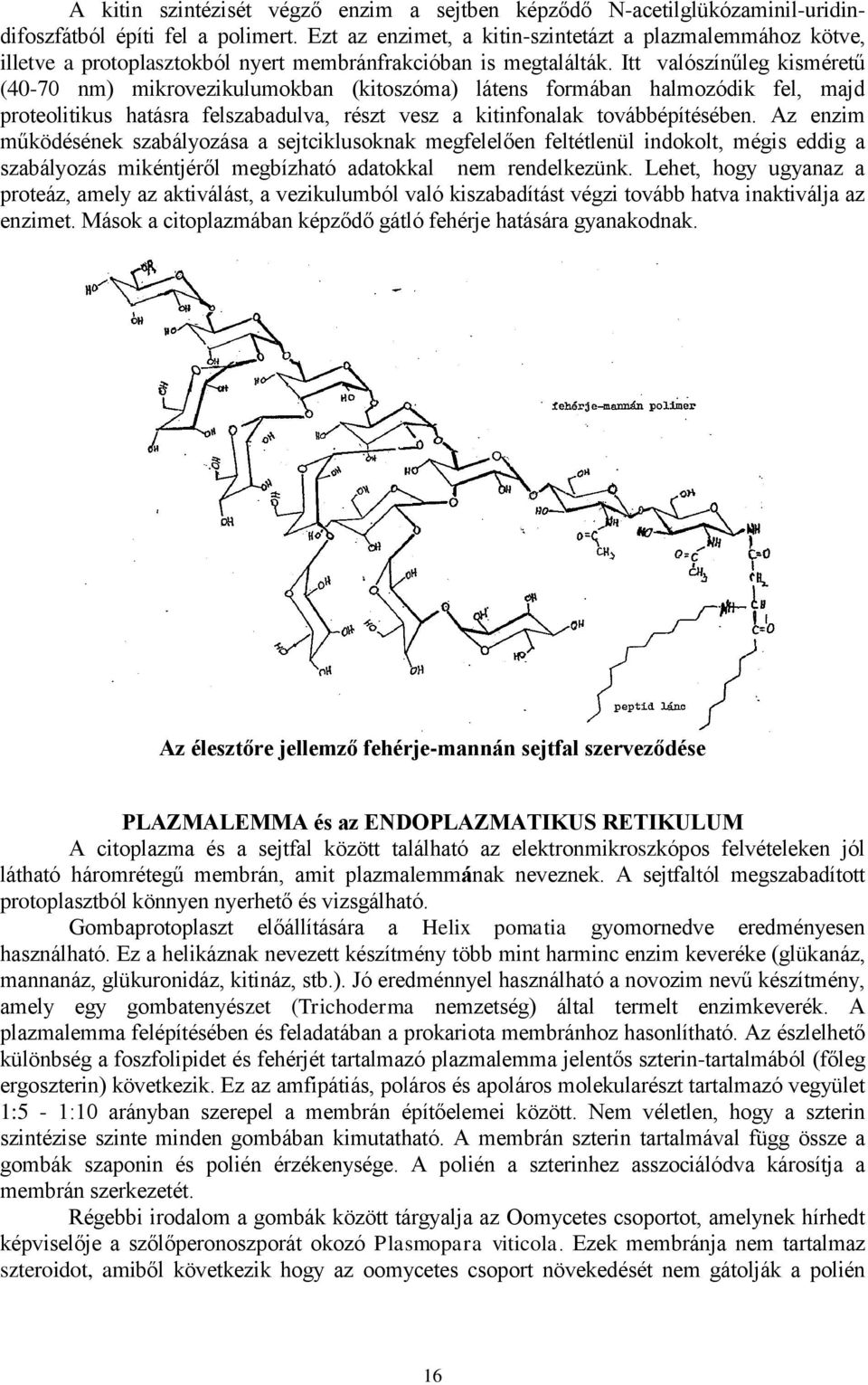 Itt valószínűleg kisméretű (40-70 nm) mikrovezikulumokban (kitoszóma) látens formában halmozódik fel, majd proteolitikus hatásra felszabadulva, részt vesz a kitinfonalak továbbépítésében.