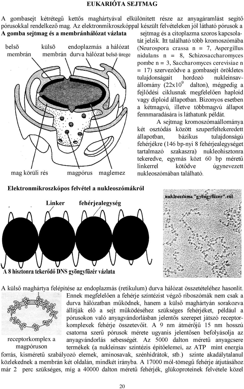 Itt található több kromoszómába belsõ külsõ endoplazmás a hálózat (Neurospora crassa n = 7, Aspergillus membrán membrán durva hálózat belsõ ürege nidulans n = 8, Schizosaccharomyces pombe n = 3,