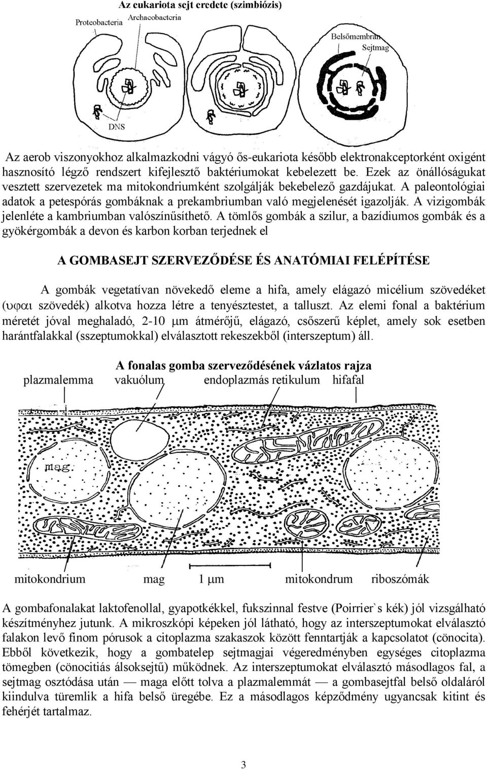 A vizigombák jelenléte a kambriumban valószínűsíthető.