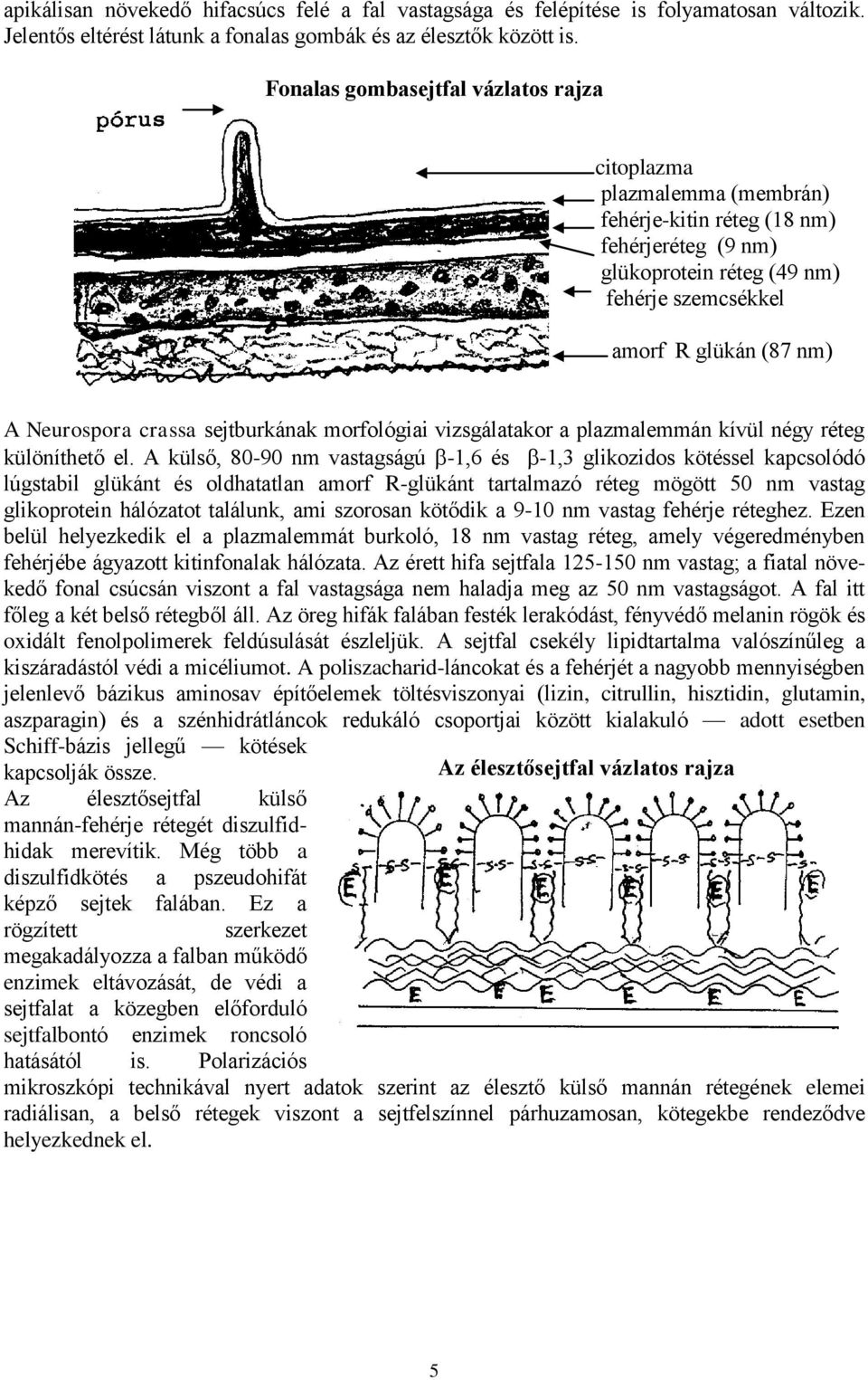 crassa sejtburkának morfológiai vizsgálatakor a plazmalemmán kívül négy réteg különíthető el.