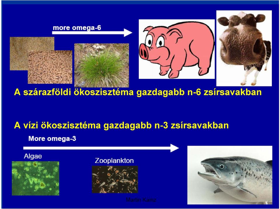 n-6 zsírsavakban A vízi 