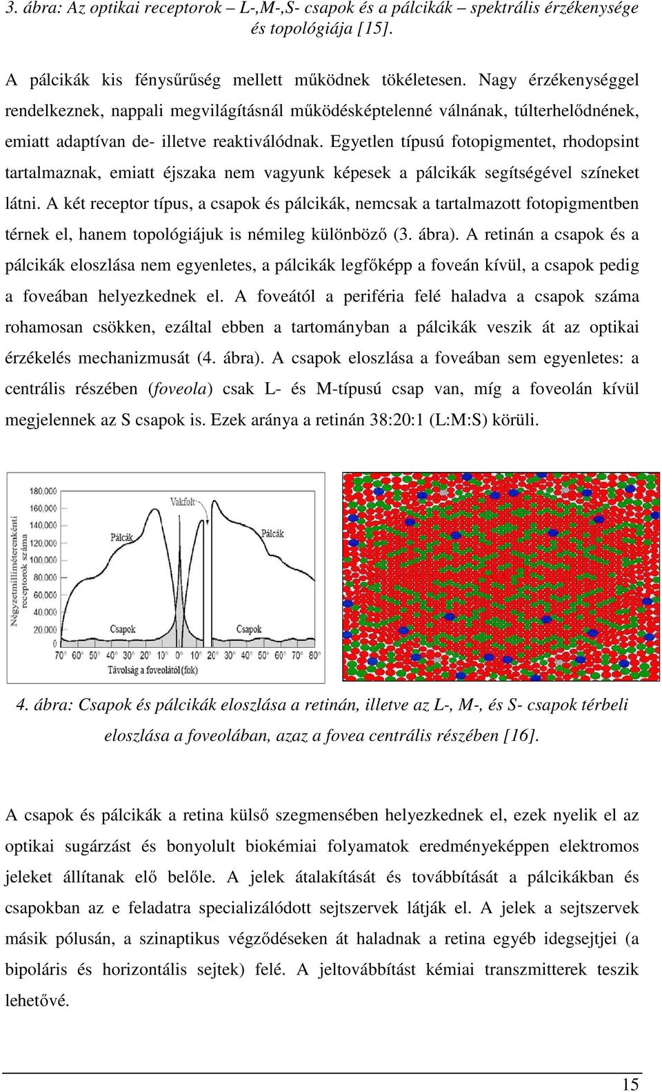 Egyetlen típusú fotopigmentet, rhodopsint tartalmaznak, emiatt éjszaka nem vagyunk képesek a pálcikák segítségével színeket látni.