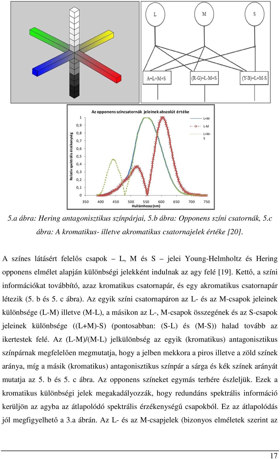 A színes látásért felelős csapok L, M és S jelei Young-Helmholtz és Hering opponens elmélet alapján különbségi jelekként indulnak az agy felé [19].