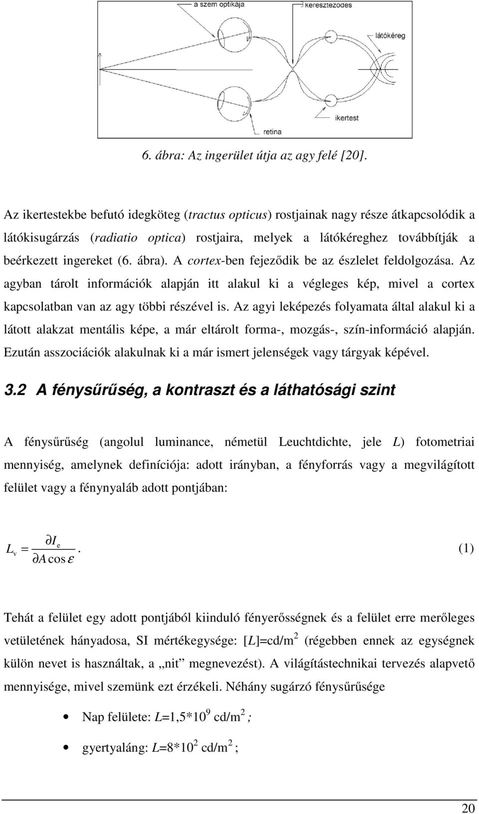 A cortex-ben fejeződik be az észlelet feldolgozása. Az agyban tárolt információk alapján itt alakul ki a végleges kép, mivel a cortex kapcsolatban van az agy többi részével is.