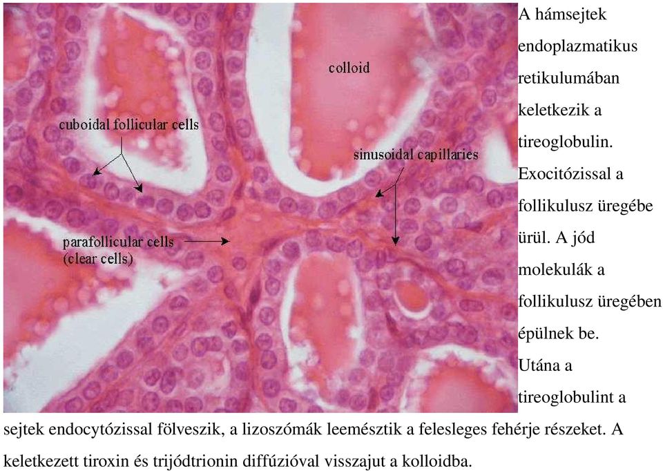 A jód molekulák a follikulusz üregében épülnek be.