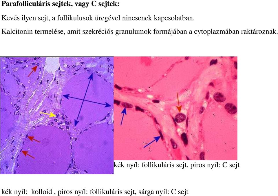 Kalcitonin termelése, amit szekréciós granulumok formájában a cytoplazmában