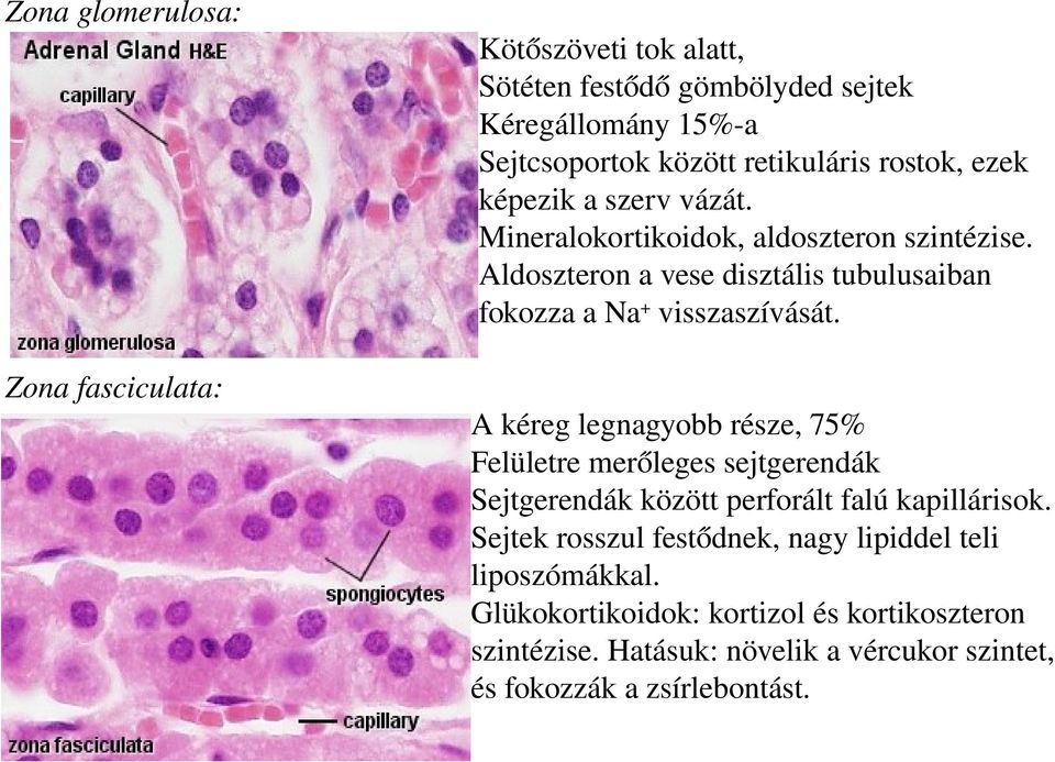 Zona fasciculata: A kéreg legnagyobb része, 75% Felületre merőleges sejtgerendák Sejtgerendák között perforált falú kapillárisok.