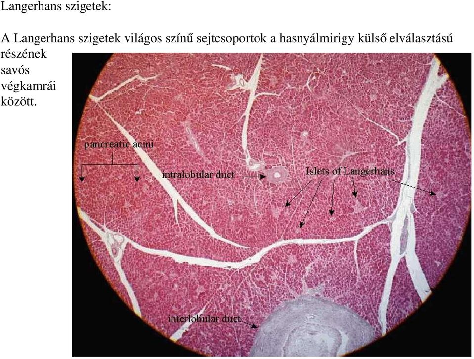 sejtcsoportok a hasnyálmirigy