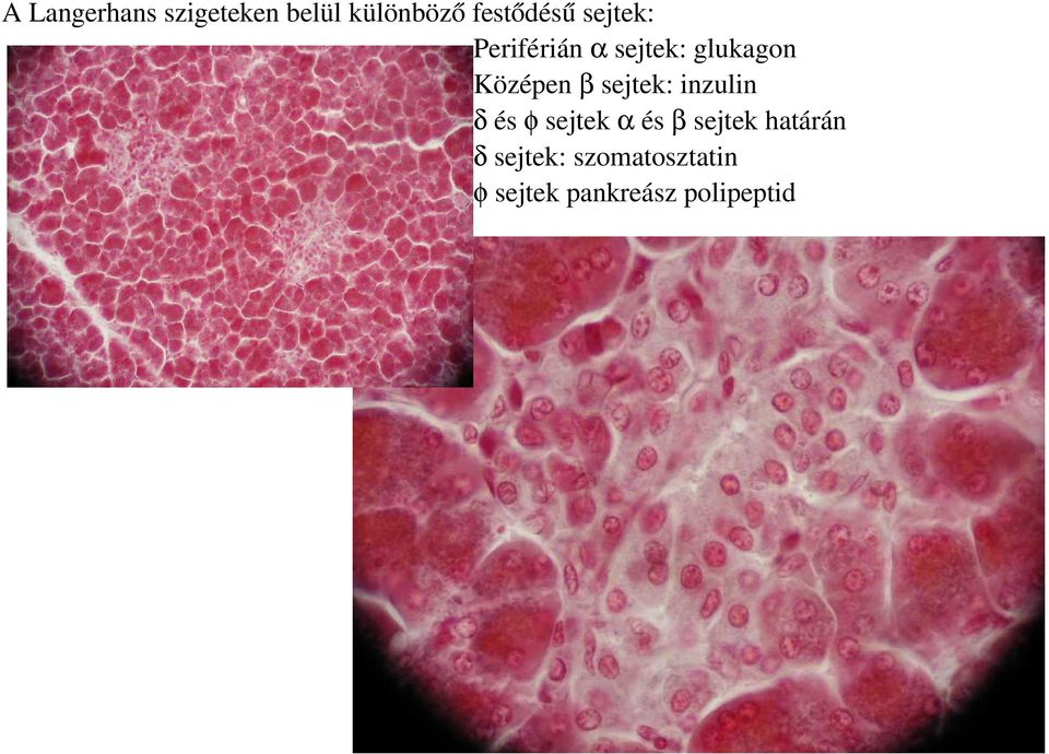 Középen sejtek: inzulin és sejtek és sejtek