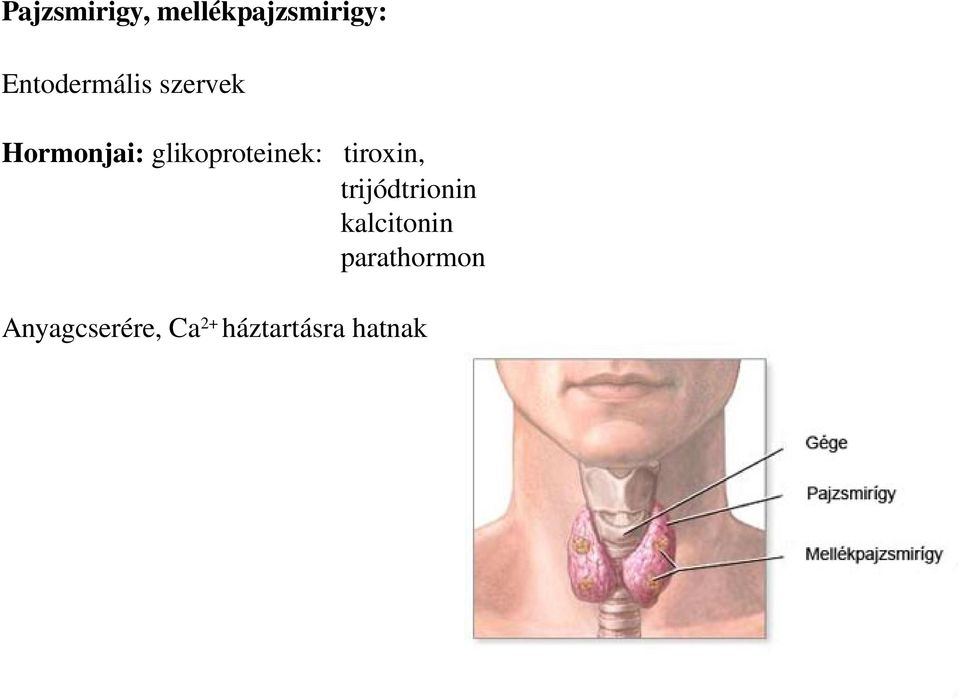 glikoproteinek: tiroxin, trijódtrionin