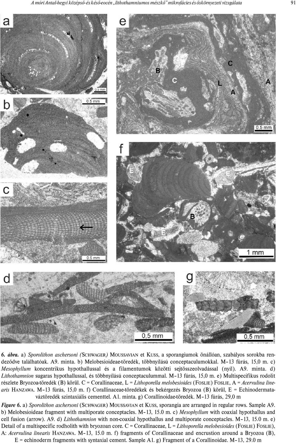 M 13 fúrás, 15,0 m. c) Mesophyllum koncentrikus hypothallussal és a filamentumok közötti sejtösszeolvadással (nyíl). A9. minta.