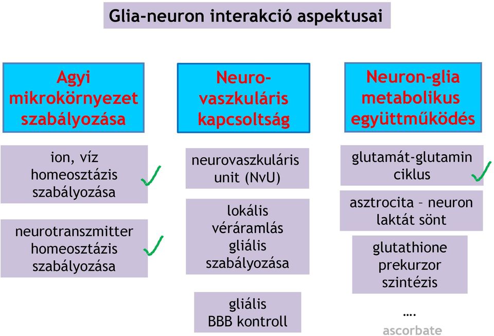 homeosztázis szabályozása neurovaszkuláris unit (NvU) lokális véráramlás gliális szabályozása