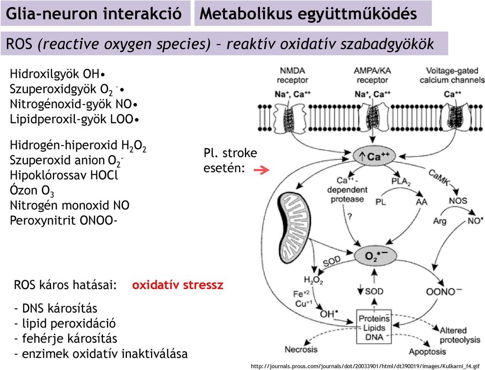 Ózon O 3 Nitrogén monoxid NO Peroxynitrit ONOO- Pl.