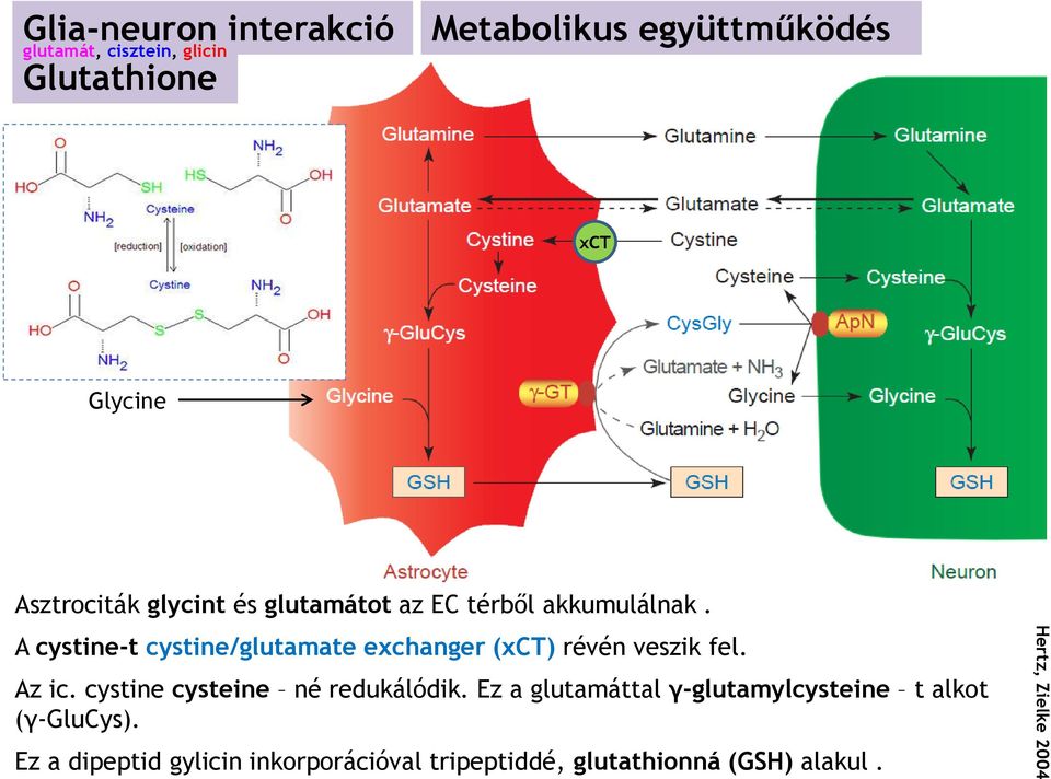 A cystine-t cystine/glutamate exchanger (xct) révén veszik fel. Az ic. cystine cysteine né redukálódik.