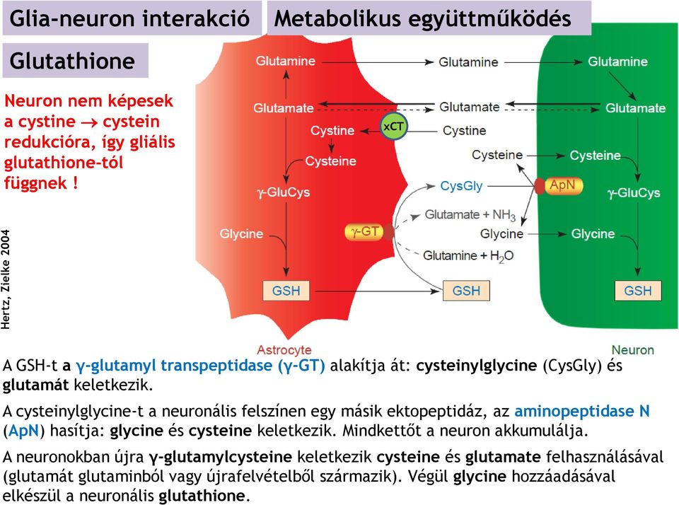 A cysteinylglycine-t a neuronális felszínen egy másik ektopeptidáz, az aminopeptidase N (ApN) hasítja: glycine és cysteine keletkezik.