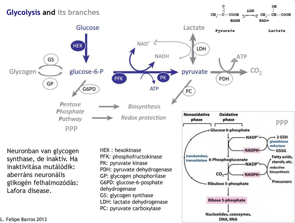 HEK : hexokinase PFK: phosphofructokinase PK: pyruvate kinase PDH: pyruvate dehydrogenase GP: glycogen